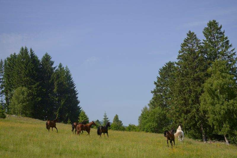 Hobbyhorse Haven - Image 4